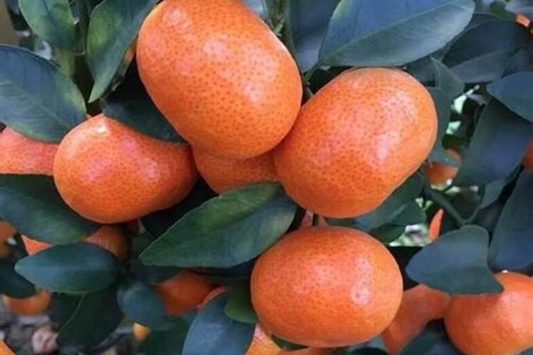 东方红蜜桔冬季种植能活吗？