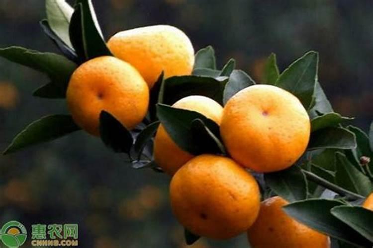 柑橘异常落叶的原因有哪些？怎么预防柑橘异常落叶？