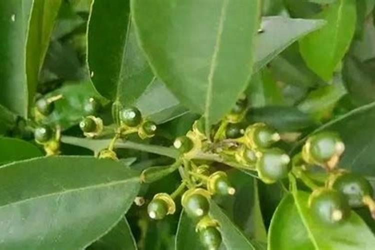 种植沙糖桔南丰蜜桔马水桔和金桔用什么叶面肥好？