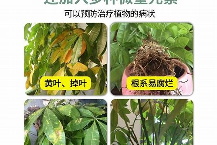 鱼蛋白放多了会烧根吗