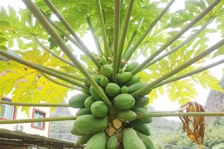 桂花树盆栽每天早上叶喷水好吗？