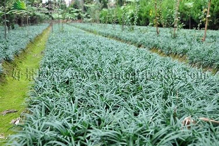 麦冬种植麦冬草叶子黄干了怎么办？