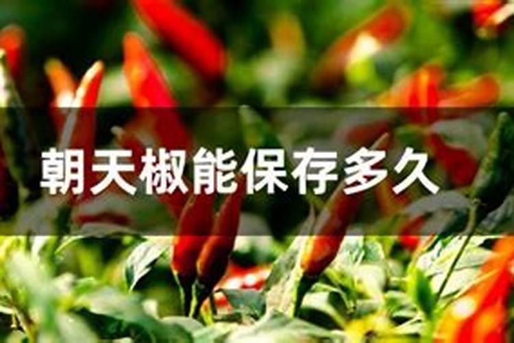 朝天椒种植以后,多久就可以开始浇水施肥？