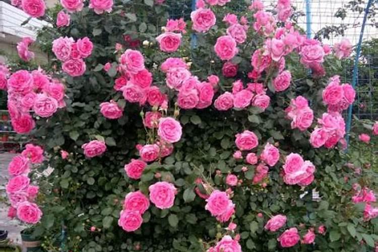 棉花地苗后除草剂专除香附子的产品