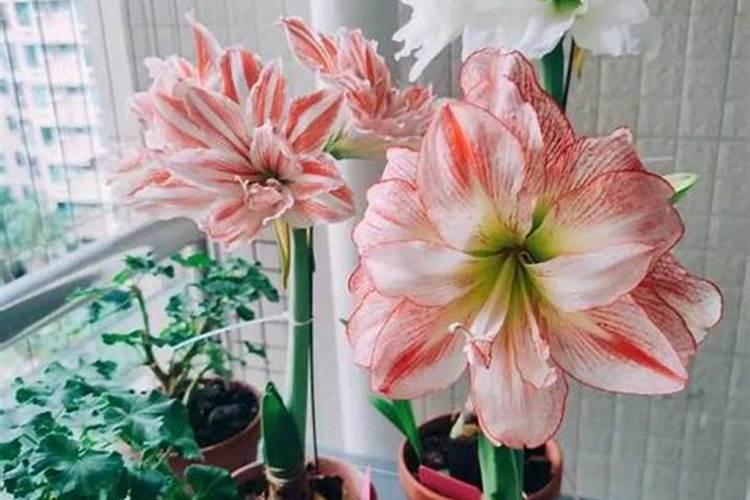 干贡菜的叶子和前面的嫩梢能不能吃啊？
