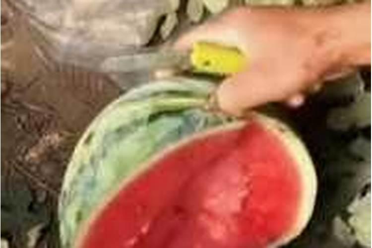 无籽西瓜的栽培管理