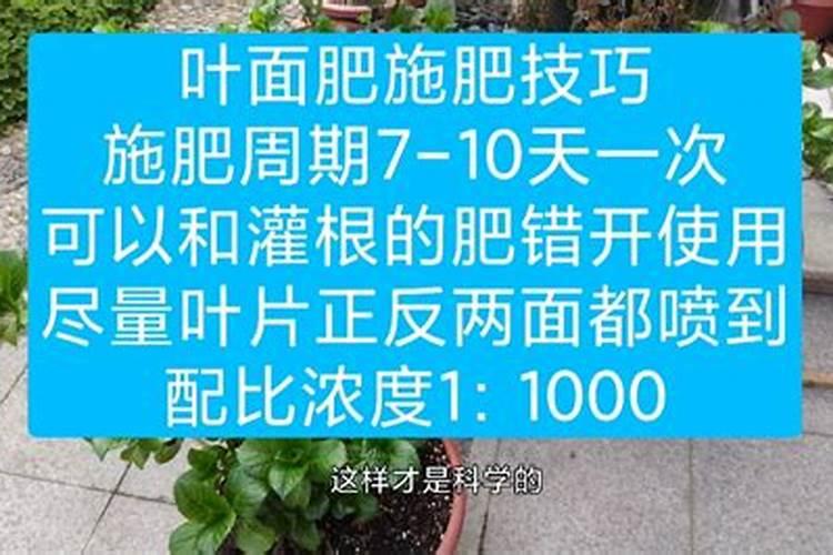 苦瓜疫病防治