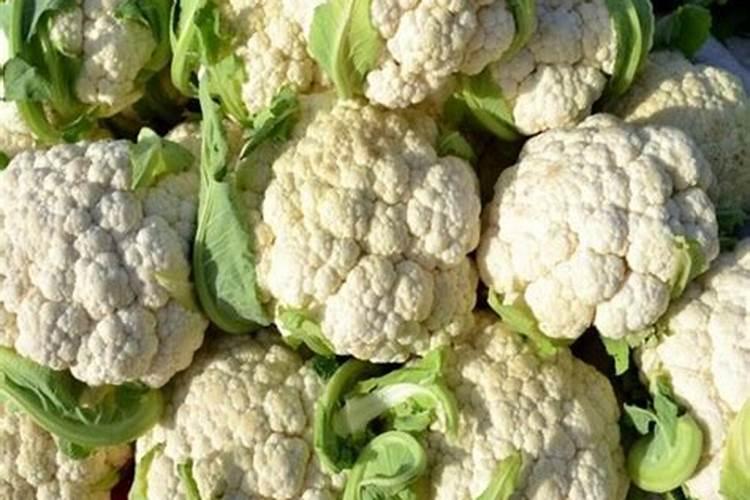 育的花菜白菜包菜苗出土后多少天可打点叶面肥？