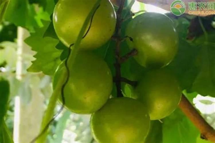 复合肥含矿源黄腐酸钾有标准规定吗