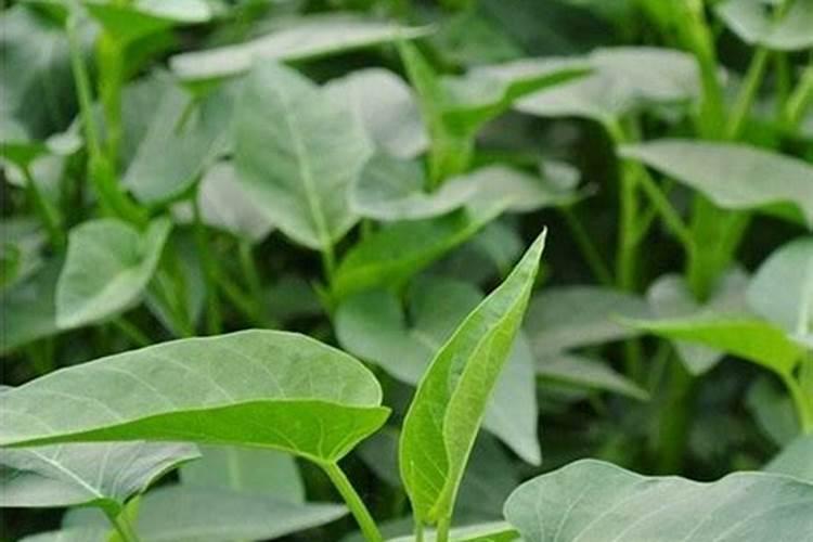 空心菜用什么叶肥好