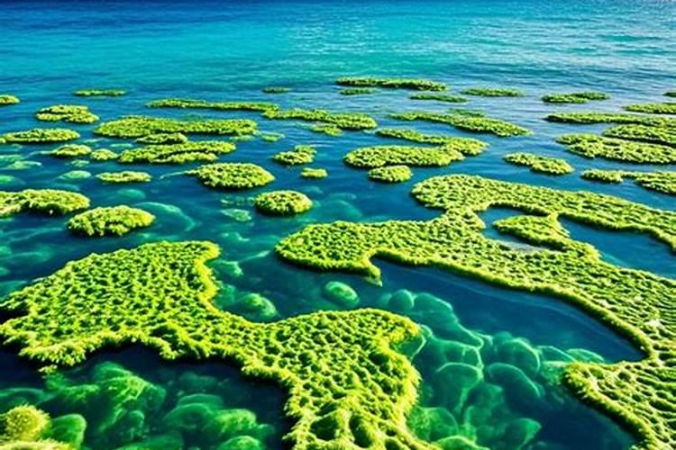 苯扎氯铵对植物有害吗