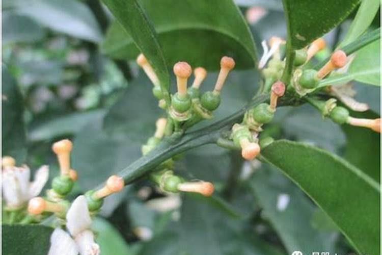 香菜根植方法