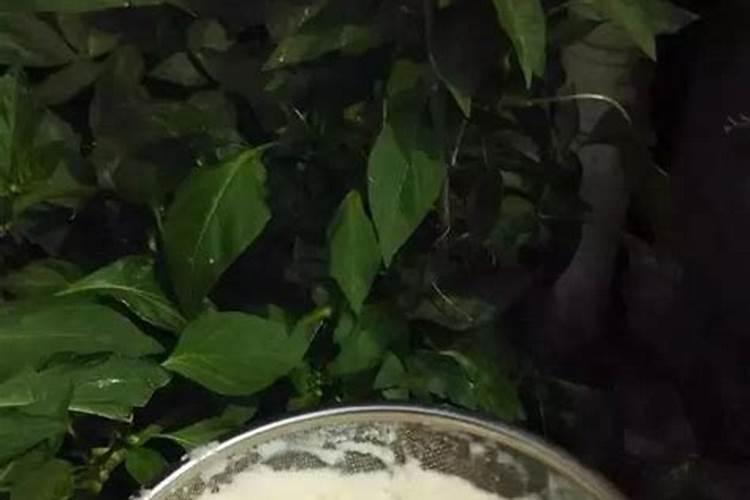 大豆可以做肥料吗 大豆用作肥料好吗