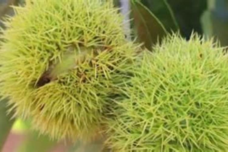 怎样确定板栗的施肥量