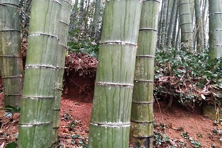 俄罗斯红钾肥优劣