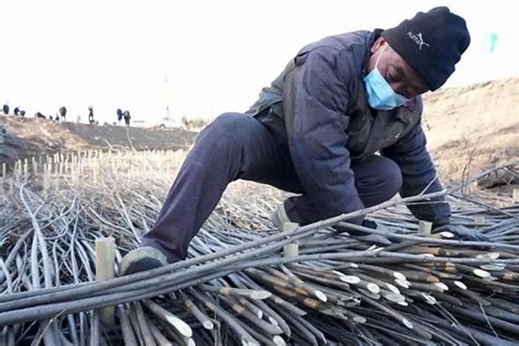 试用什么化肥可以调理盐碱地