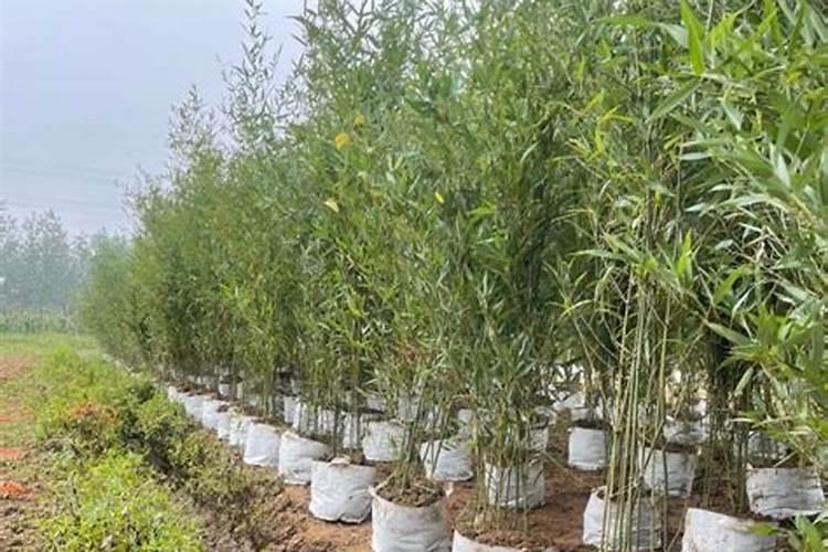 竹子种植如何施肥