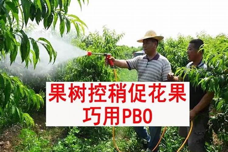 怎样做肥水浇果树