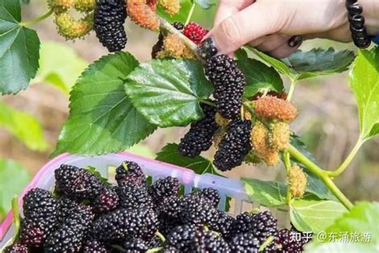 复合肥浇花兑水比例