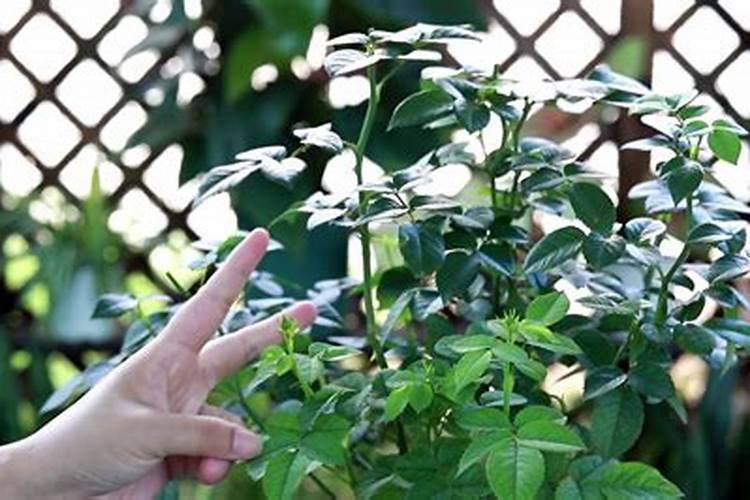 杨树施肥用什么肥料好