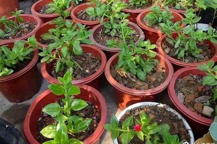 太阳花施什么肥才能花大叶盛？