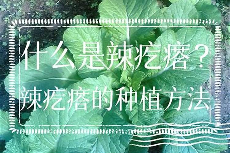 辣菜疙瘩几月份种植