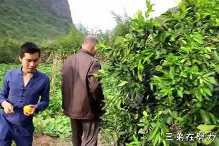 北方盆栽桔子树怎么养