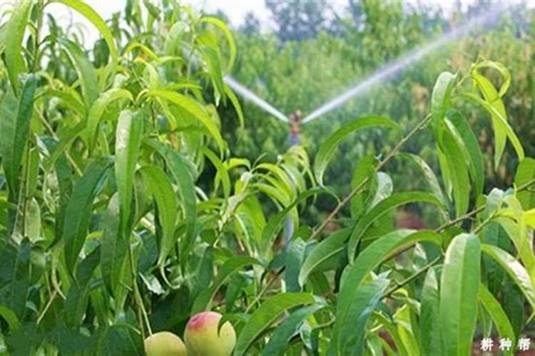 球根花卉应多施什么肥料