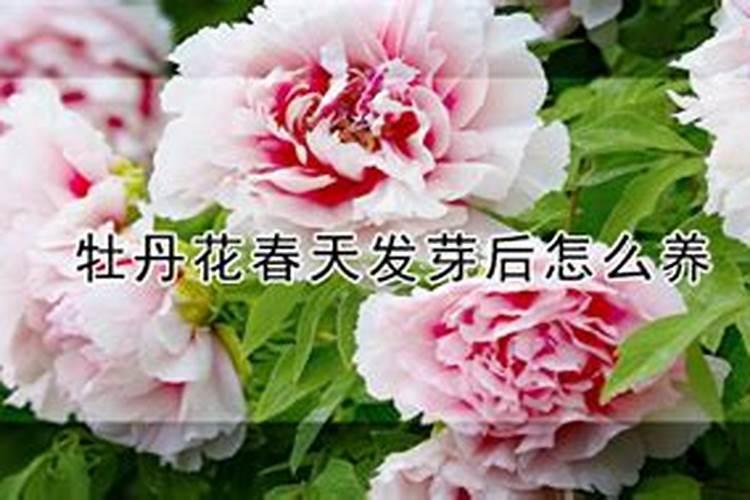 牡丹花春天什么时候施肥