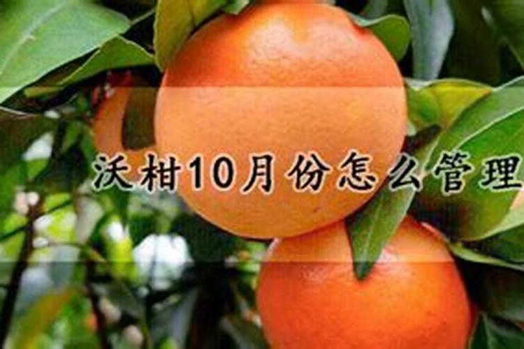 沃柑全年施肥时间表 介绍沃柑及施肥的方法