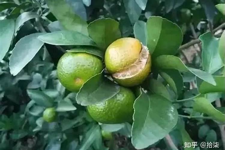 花草什么时候施肥最好 花草施肥时间