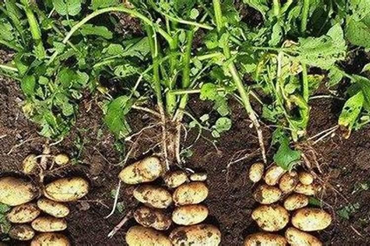 种土豆施什么底肥好？