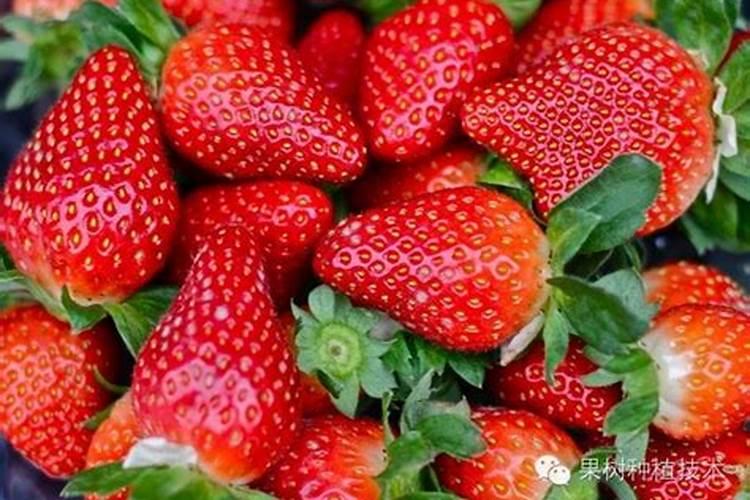 草莓喜肥吗 喜欢施什么肥料