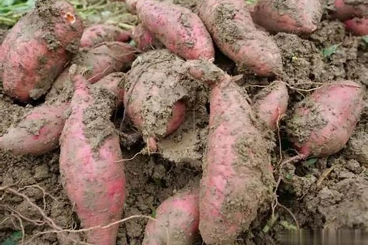 种番薯能用掺混肥料吗