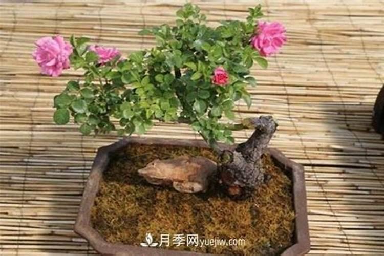 无机肥与有机肥,各有什么优缺点？请高手指点、、、