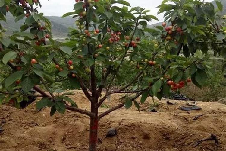 大樱桃树能用植物生长平恒液吗？
