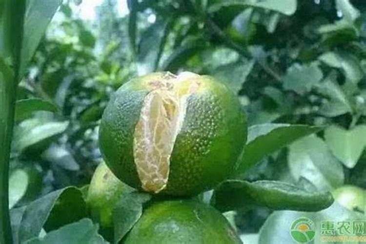 柑橘防裂用什么药比较好？