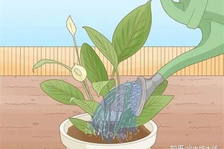 君子兰多久施一次肥最好