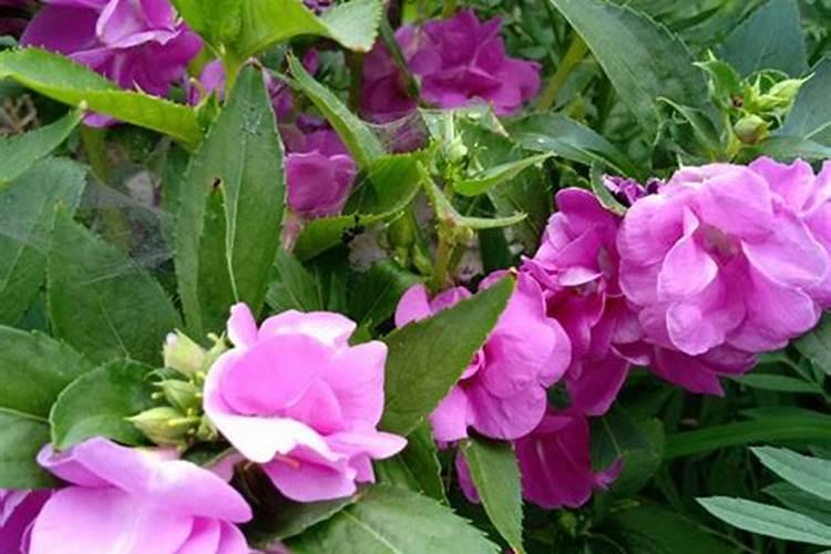 结球生菜在种植的时候,为什么不结球？
