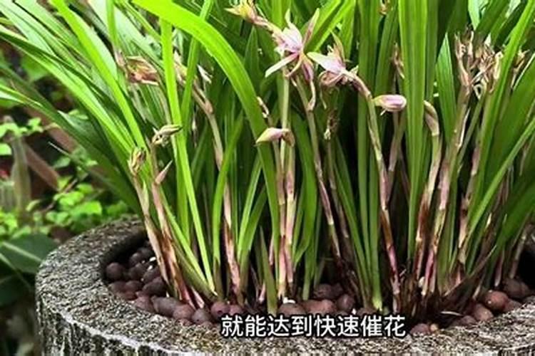 夏季兰花如何施肥