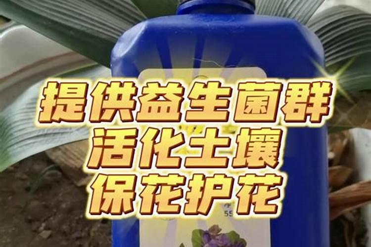 兰花施复合肥效果好吗,怎么施复合肥
