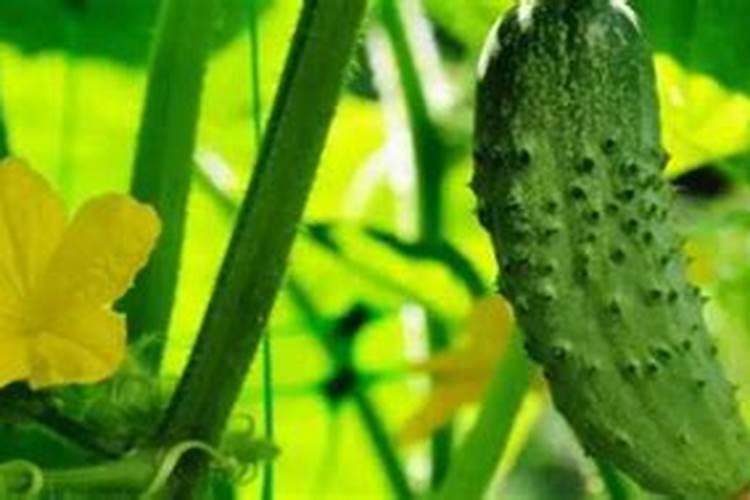 请问老师黄瓜一般情况下几天冲肥