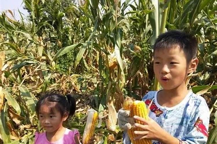 东北玉米亩产量一般多少斤正常 种植成本和利润