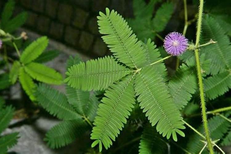 含羞草用什么肥料