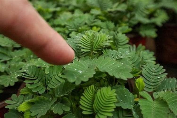 含羞草会开花吗