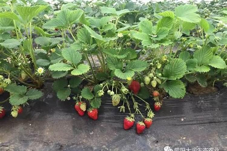 草莓什么时候打叶面肥？草莓叶面喷什么好？草莓膨果增甜叶面肥“金泰靓...