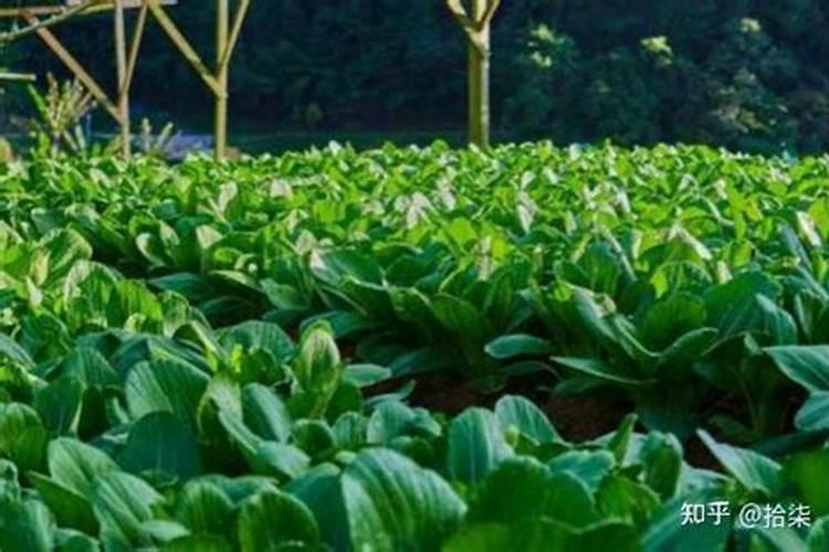 蔬菜用什么水溶肥好？