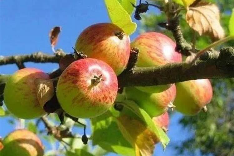 苹果膨大期需要施什么肥料