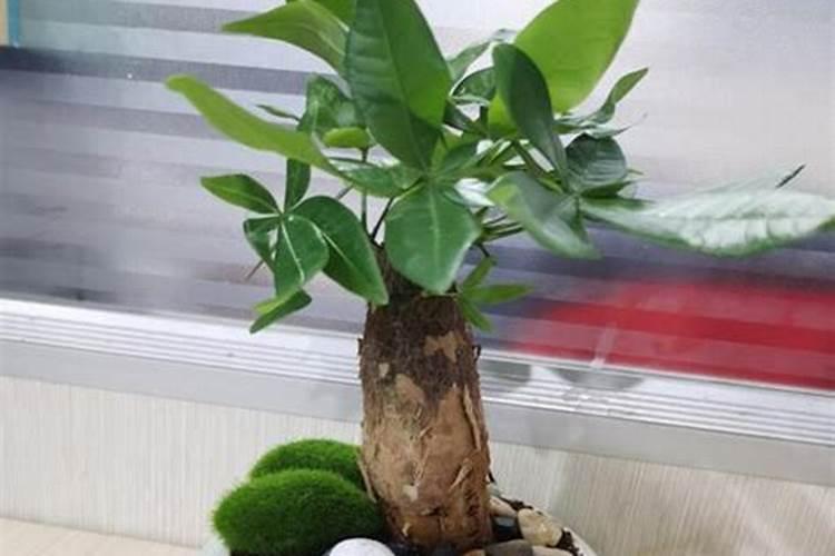 附近的有机肥生产厂家
