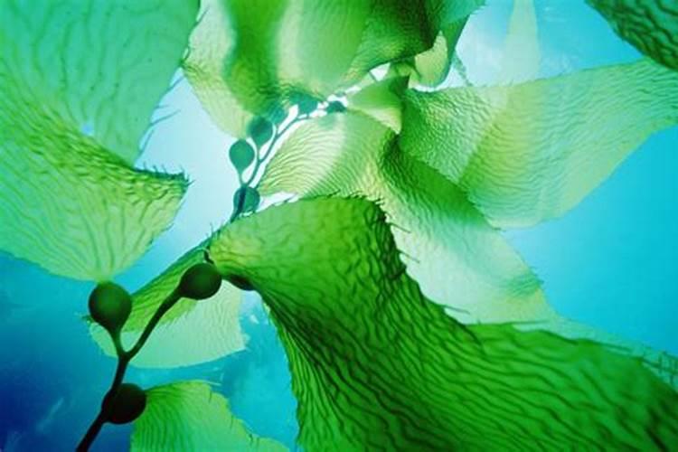 芸苔素与海藻精区别